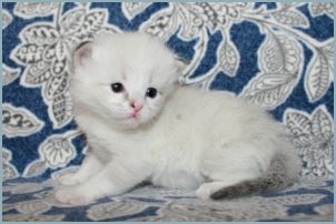 Male Siberian Kitten from Deedlebug Siberians